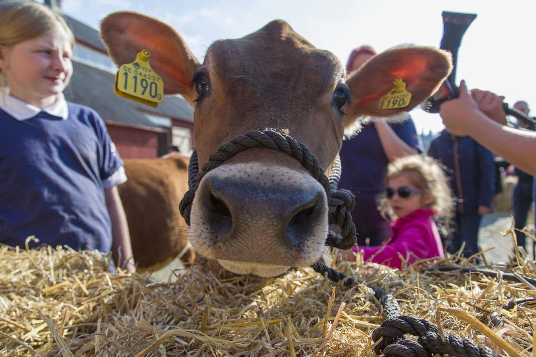 harvest-festivals-in-sweden-autumn-2015-swedentips-se