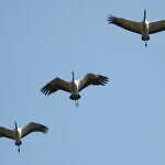 Cranes at Lake Hornborgasjön