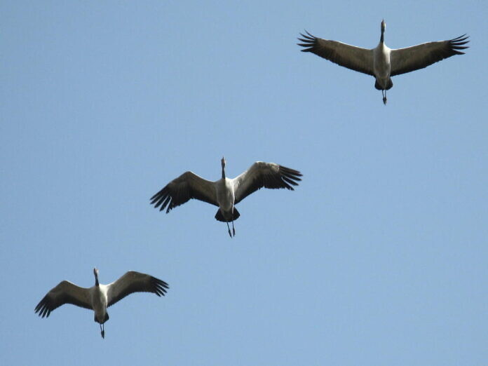 Cranes at Lake Hornborgasjön