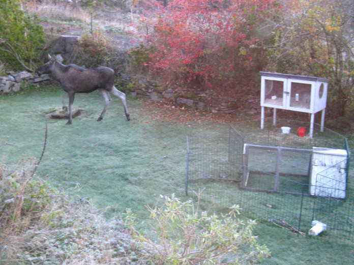 Elk (moose) in our garden