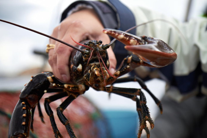 Lobster fishing in Bohuslän